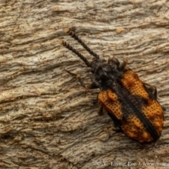 Ganyme sapphira at Namadgi National Park - 27 Jan 2024 08:06 PM