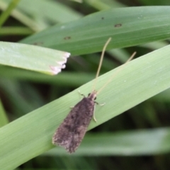 Lecithocera imprudens (Lecithocera imprudens) at Lyons, ACT - 28 Jan 2024 by ran452