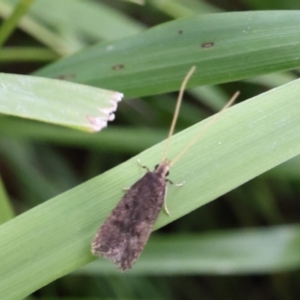 Lecithocera imprudens at Lyons, ACT - 28 Jan 2024