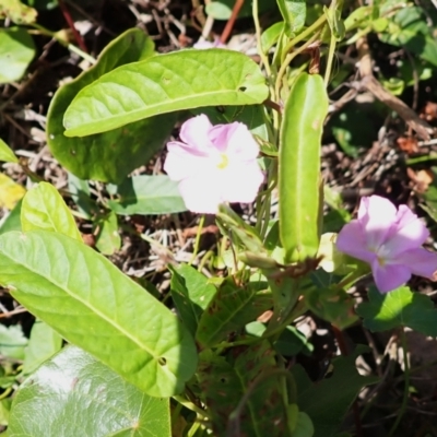 Polymeria calycina (Slender Bindweed) at Shell Cove, NSW - 27 Jan 2024 by plants