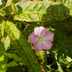 Polymeria calycina at Shell Cove, NSW - 28 Jan 2024 10:27 AM