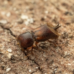 Xylobosca canina (an Auger beetle) at Acton, ACT - 26 Jan 2024