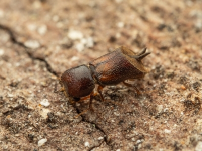 Xylobosca canina (an Auger beetle) at Acton, ACT - 26 Jan 2024 by living