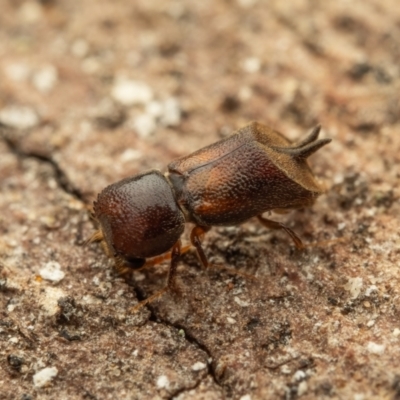 Xylobosca canina (an Auger beetle) at Acton, ACT - 26 Jan 2024 by living