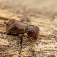 Xylobosca canina (an Auger beetle) at Acton, ACT - 26 Jan 2024