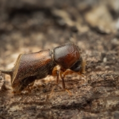 Xylobosca canina (an Auger beetle) at Acton, ACT - 26 Jan 2024