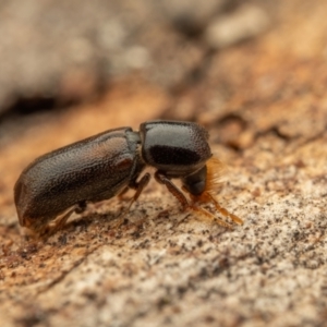 Xylobosca canina (an Auger beetle) at Acton, ACT - 26 Jan 2024