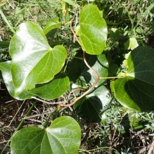 Sarcopetalum harveyanum at Shell Cove, NSW - 28 Jan 2024 10:29 AM