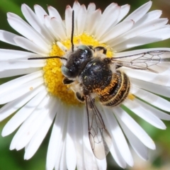 Unidentified Bee (Hymenoptera, Apiformes) at Wodonga - 28 Jan 2024 by KylieWaldon