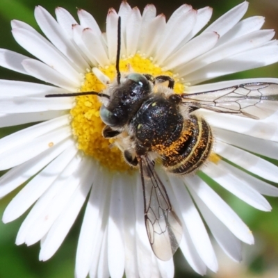Unidentified Bee (Hymenoptera, Apiformes) at Wodonga - 28 Jan 2024 by KylieWaldon