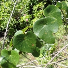 Stephania japonica (Stephania, Tape Vine, Snake Vine) at Shell Cove, NSW - 27 Jan 2024 by plants