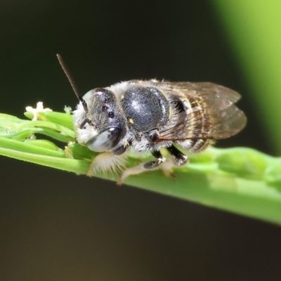 Unidentified Bee (Hymenoptera, Apiformes) at Wodonga - 28 Jan 2024 by KylieWaldon