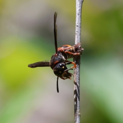 Eumeninae (subfamily) (Unidentified Potter wasp) at Wodonga - 28 Jan 2024 by KylieWaldon