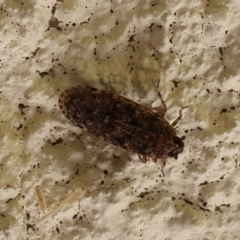 Plectoderini (tribe) (Planthopper) at Lyons, ACT - 28 Jan 2024 by ran452