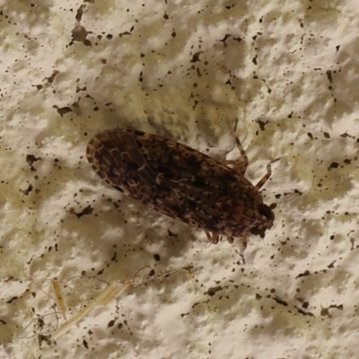 Cicadellidae (family) (Unidentified leafhopper) at Lyons, ACT - 28 Jan 2024 by ran452