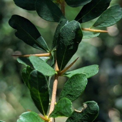 Bursaria spinosa (Native Blackthorn, Sweet Bursaria) at Watson Green Space - 28 Jan 2024 by AniseStar