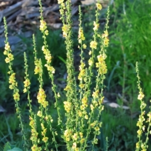 Verbascum virgatum at Wodonga - 28 Jan 2024 06:32 AM