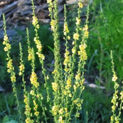 Verbascum virgatum (Green Mullein) at Ewart Brothers Reserve - 28 Jan 2024 by KylieWaldon