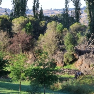 Verbascum virgatum at Wodonga - 28 Jan 2024