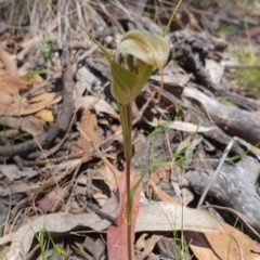 Diplodium reflexum (Dainty Greenhood) at Rob Roy Range - 28 Jan 2024 by Nina