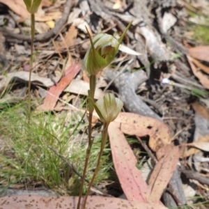 Diplodium reflexum at Rob Roy Range - 28 Jan 2024