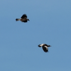 Gymnorhina tibicen (Australian Magpie) at Wodonga, VIC - 27 Jan 2024 by KylieWaldon