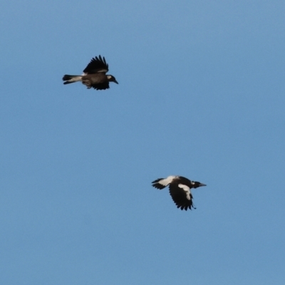 Gymnorhina tibicen (Australian Magpie) at Ewart Brothers Reserve - 28 Jan 2024 by KylieWaldon