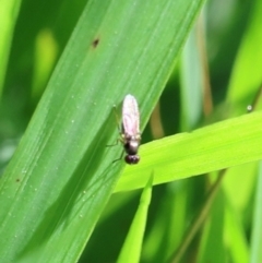 Unverified True fly (Diptera) at Lyons, ACT - 28 Jan 2024 by ran452