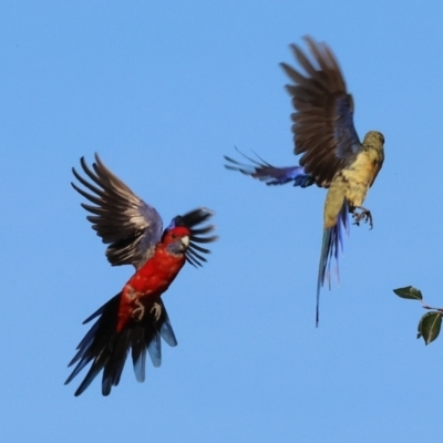 Platycercus elegans flaveolus (Yellow Rosella) at Ewart Brothers Reserve - 27 Jan 2024 by KylieWaldon