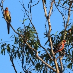 Platycercus elegans flaveolus (Yellow Rosella) at Wodonga, VIC - 27 Jan 2024 by KylieWaldon