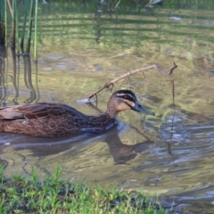 Anas superciliosa (Pacific Black Duck) at Wodonga - 27 Jan 2024 by KylieWaldon