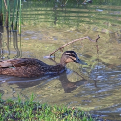 Anas superciliosa (Pacific Black Duck) at Ewart Brothers Reserve - 27 Jan 2024 by KylieWaldon