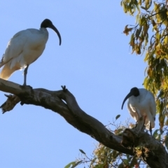 Threskiornis molucca (Australian White Ibis) at Wodonga - 27 Jan 2024 by KylieWaldon