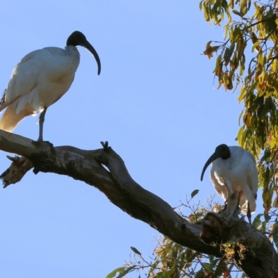 Threskiornis molucca (Australian White Ibis) at Wodonga - 27 Jan 2024 by KylieWaldon