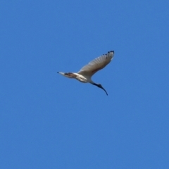 Threskiornis molucca at Ewart Brothers Reserve - 28 Jan 2024 07:09 AM