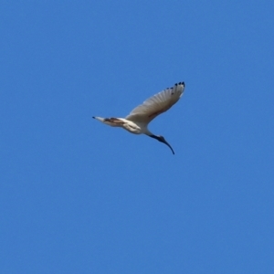 Threskiornis molucca at Ewart Brothers Reserve - 28 Jan 2024 07:09 AM
