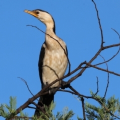 Microcarbo melanoleucos (Little Pied Cormorant) at Wodonga, VIC - 27 Jan 2024 by KylieWaldon
