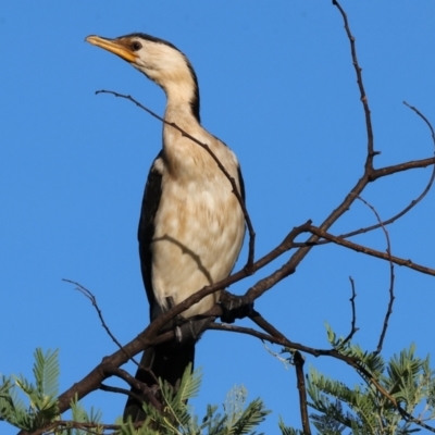 Microcarbo melanoleucos (Little Pied Cormorant) at Wodonga - 27 Jan 2024 by KylieWaldon