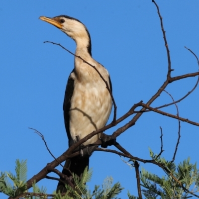 Microcarbo melanoleucos (Little Pied Cormorant) at Ewart Brothers Reserve - 27 Jan 2024 by KylieWaldon