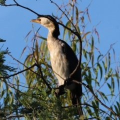 Microcarbo melanoleucos at Ewart Brothers Reserve - 28 Jan 2024