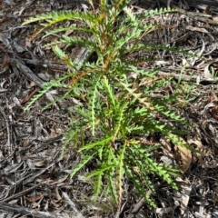 Grevillea sp. (Grevillea) at Mount Rogers - 27 Jan 2024 by R0ger