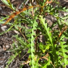 Grevillea sp. at Mount Rogers - 28 Jan 2024 09:53 AM