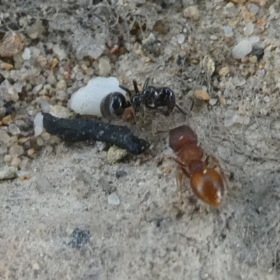 Colobopsis gasseri (An arboreal ant) at Charleys Forest, NSW - 27 Jan 2024 by arjay