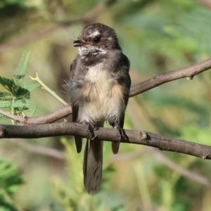 Rhipidura albiscapa at Wodonga, VIC - 28 Jan 2024