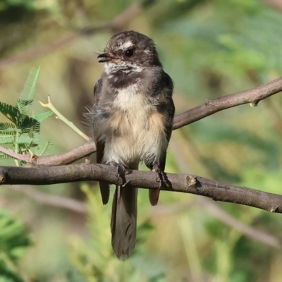 Rhipidura albiscapa (Grey Fantail) at Wodonga, VIC - 28 Jan 2024 by KylieWaldon