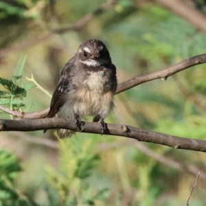 Rhipidura albiscapa at Wodonga, VIC - 28 Jan 2024