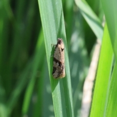 Merophyas therina (a Tortrix Moth) at Lyons, ACT - 28 Jan 2024 by ran452