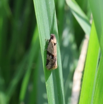 Merophyas therina (a Tortrix Moth) at Lyons, ACT - 27 Jan 2024 by ran452