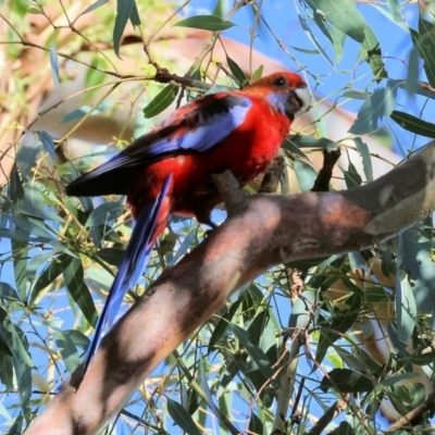 Platycercus elegans (Crimson Rosella) at Ewart Brothers Reserve - 27 Jan 2024 by KylieWaldon