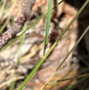 Rytidosperma erianthum at Hall, ACT - 28 Jan 2024 11:14 AM